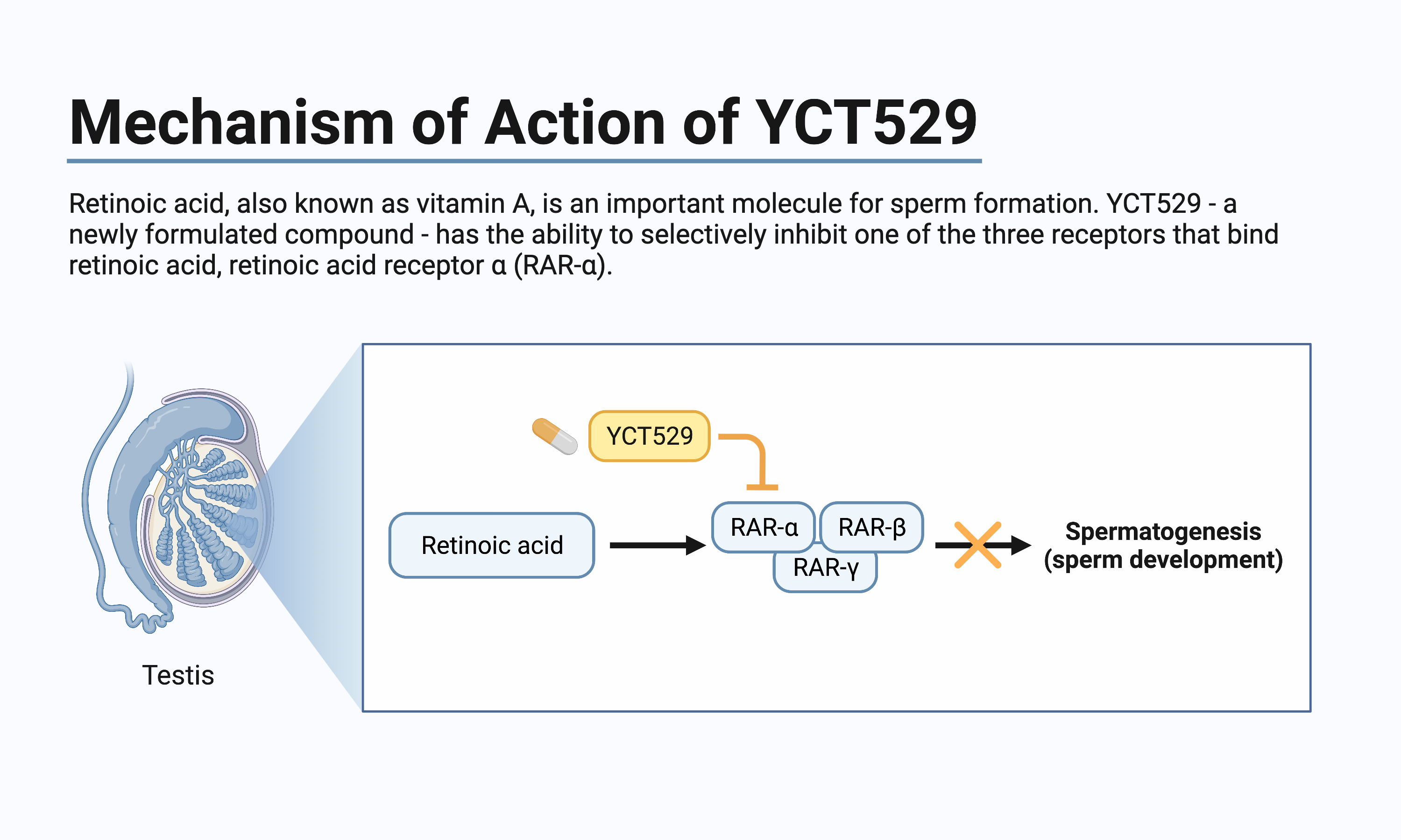 62840035f048778dffd149de_626ae04269f6d661c8133b3b_Mechanism%20of%20Action%20of%20YCT529.png