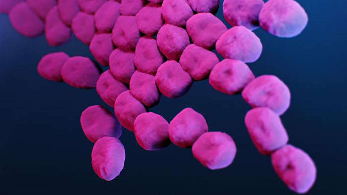 Acinetobacter.jpg