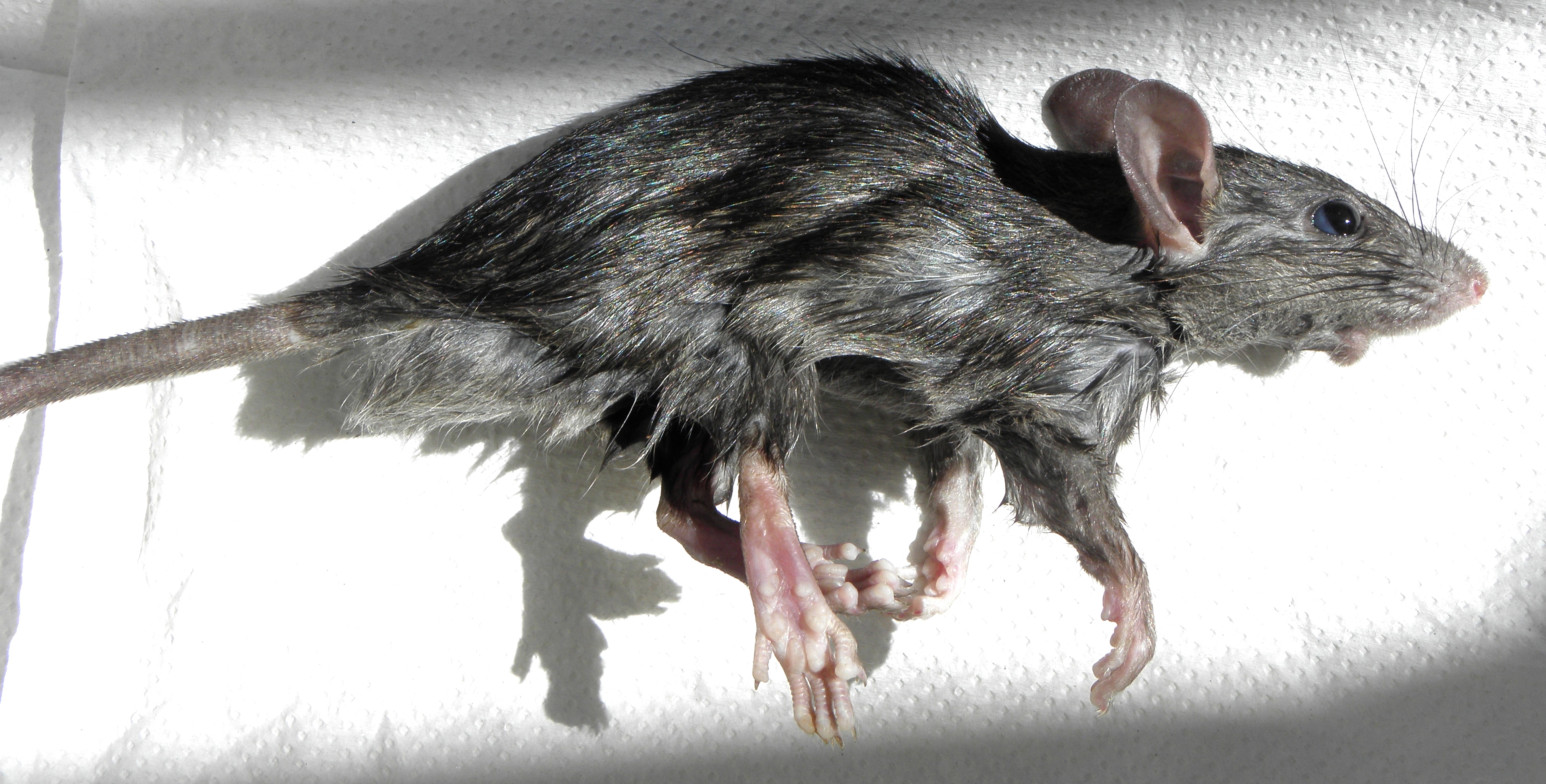 Black_rat_(Rattus_rattus)_-side_view--1.jpg