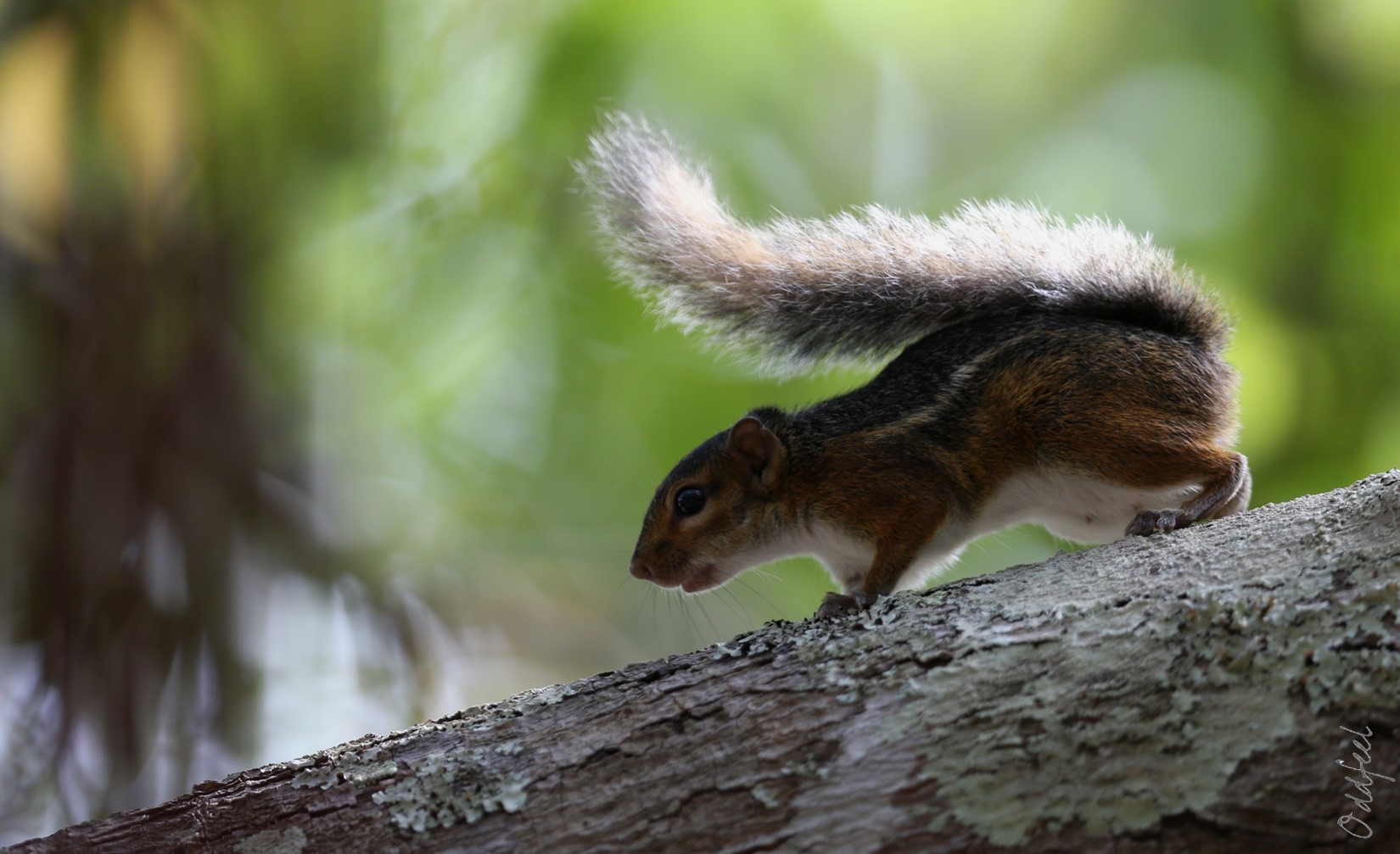 Funisciurus_pyrropus_14006853.jpg