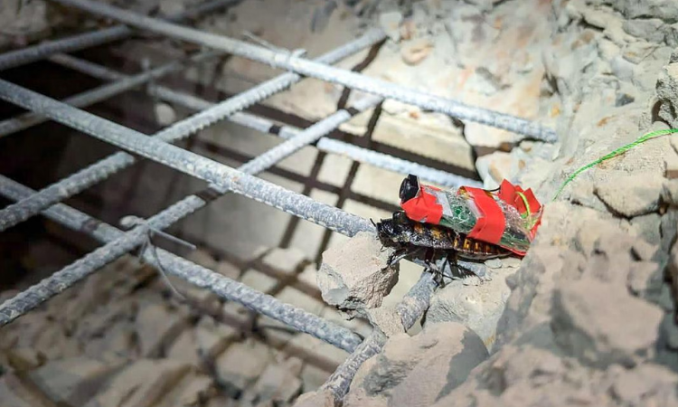 myanmar-cockroach-singapore-jx-110425b.webp