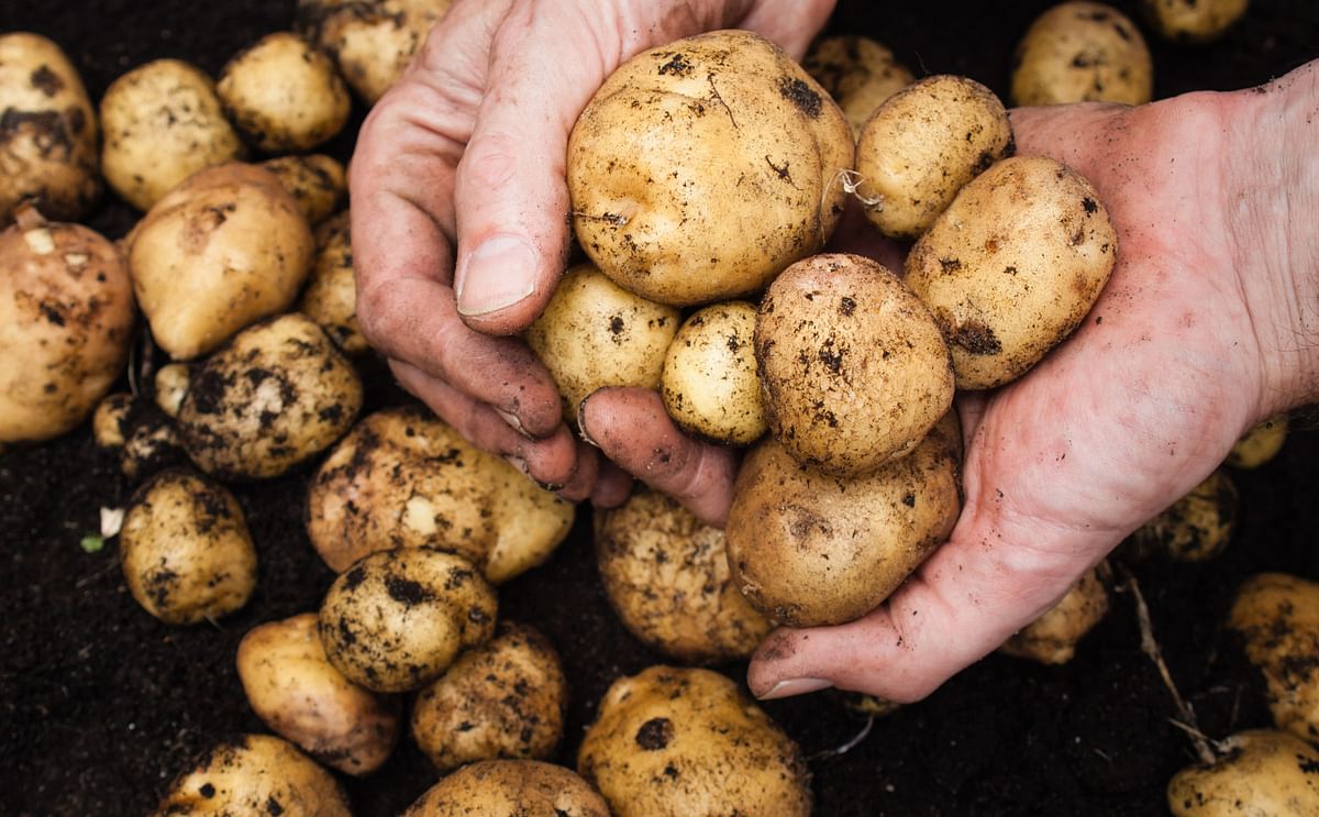 holding freshly picked potatoes-2400.jpg