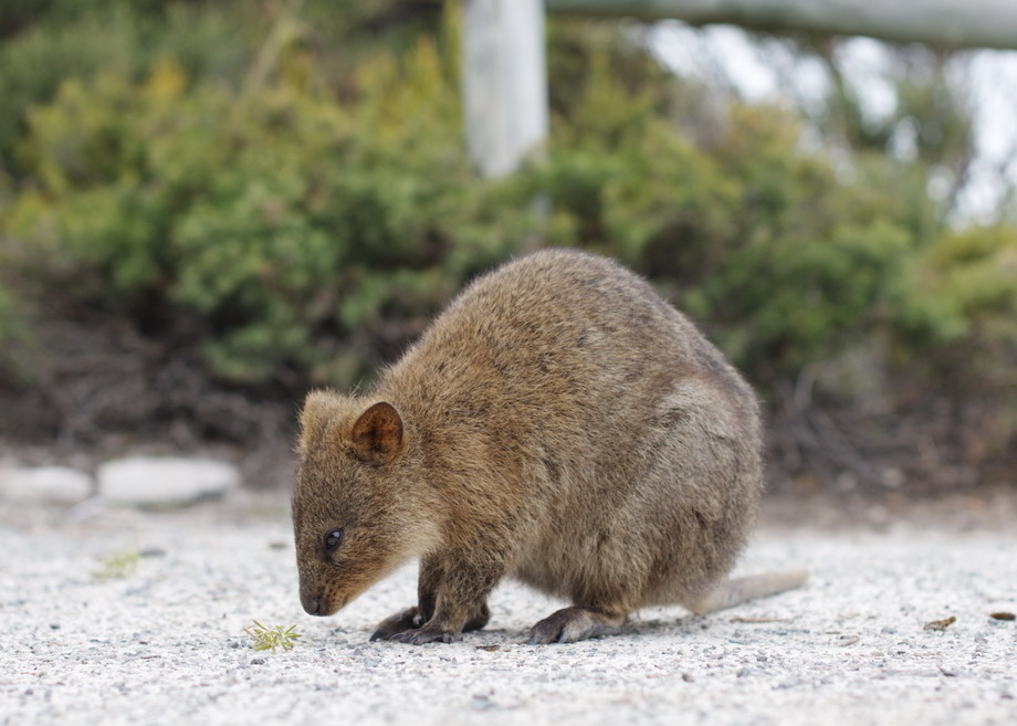 Quokka_at_rottnest_(cropped).jpg