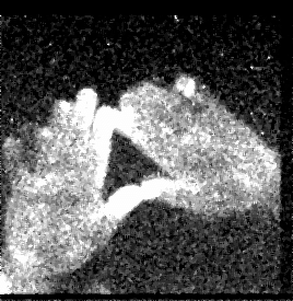 A-series-of-images-of-the-ultra-weak-photon-emission-of-palm-hand-sides-of-a-single.png