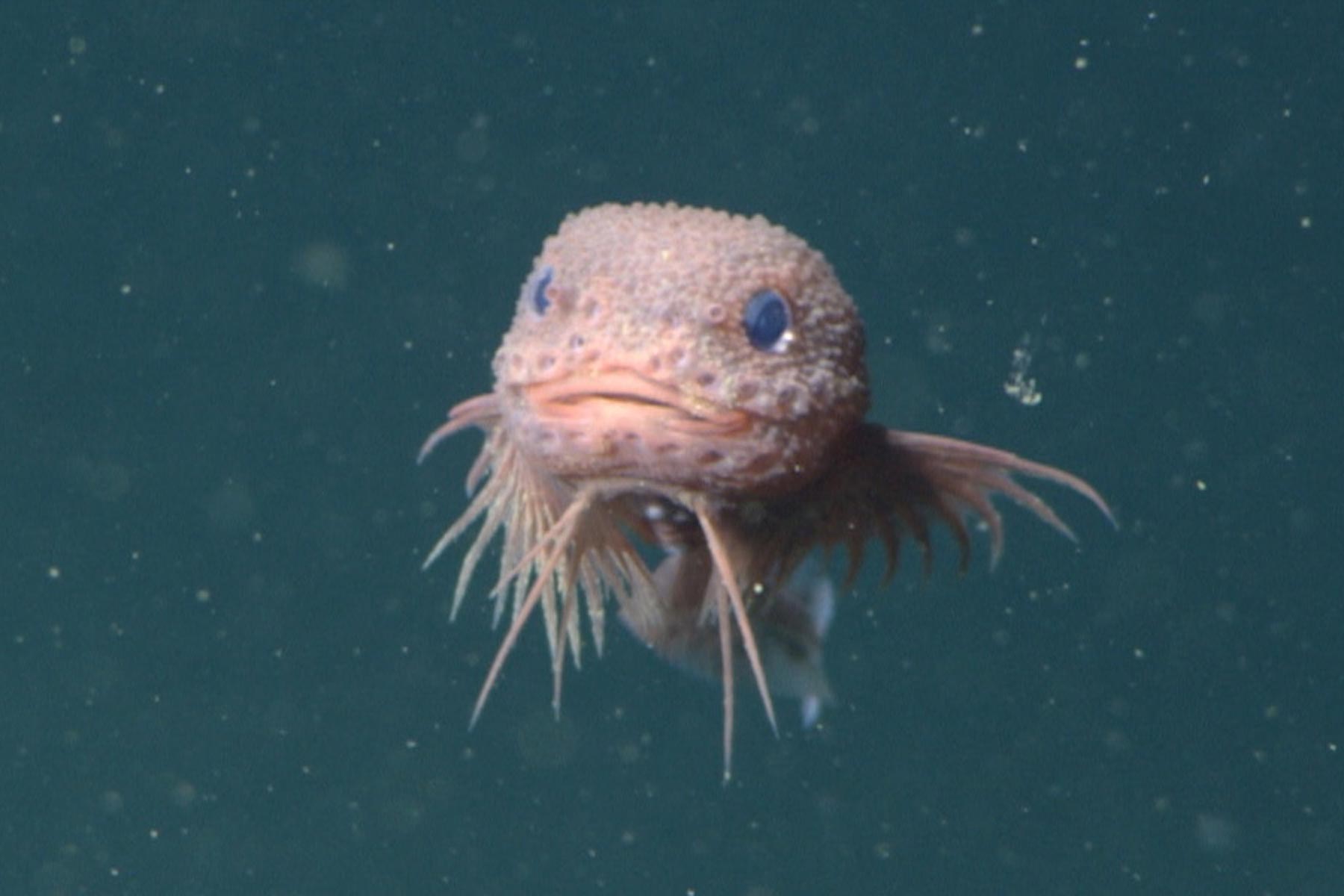 The-Bumpy-Snailfish-Careproctus-Colliculi.jpg