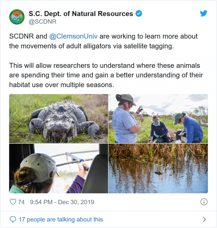 Screenshot_2020-01-01 Alligators in little 'top hats' could give scientists a better look at reptile life.png