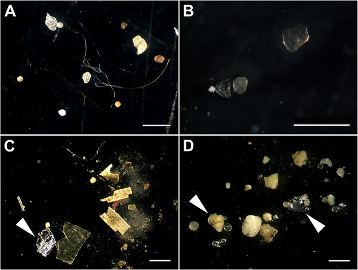 Microplastics_in_sediments.jpg