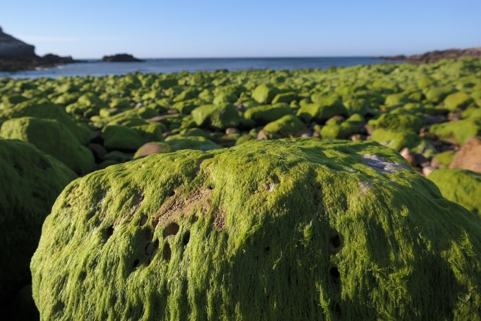 seaweed-3814576_960_720.jpg