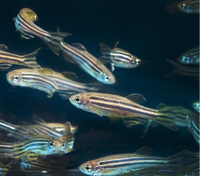 Zebrafish_(26436913602).jpg