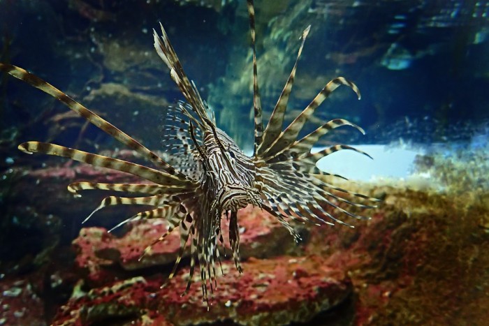 lionfish-3267841_960_720.jpg