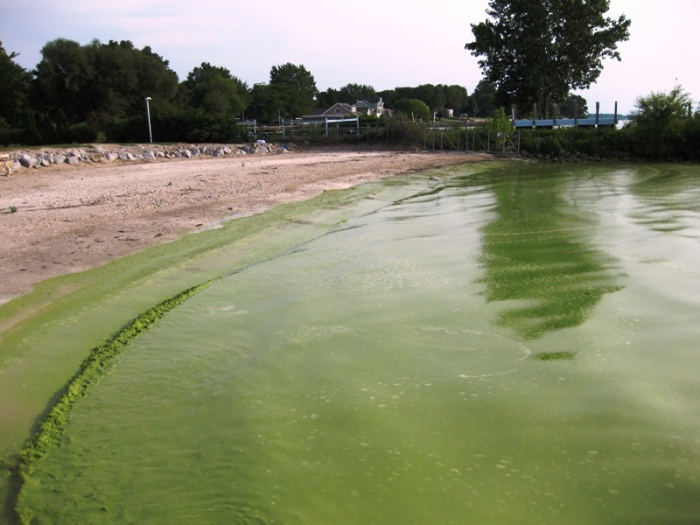 Blue-gree_algae_bloom_Lake_Erie.png