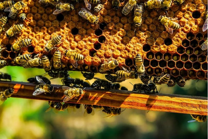 swarm-of-honey-bees-on-beekeeping-frame.jpg