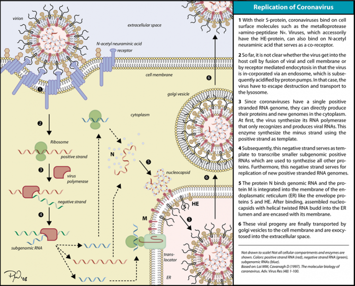 Coronavirus_replication.png