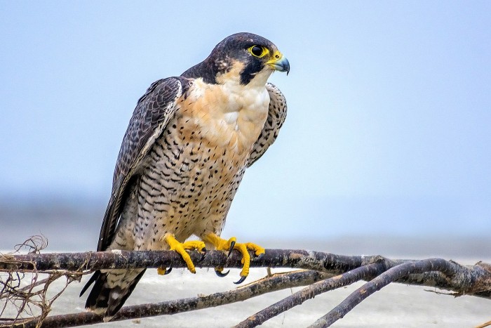 1599px-Peregrine_Falcon_বহেরি_বাজ.jpg