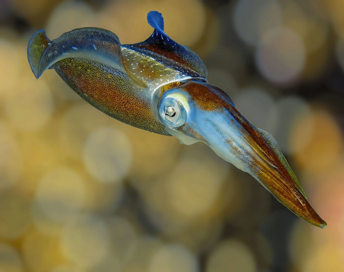 1520px-Squid_colors_2.jpg