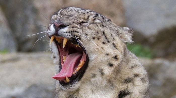 banhamzoocat2.jpg