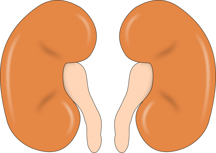 kidney-147499_1280.png