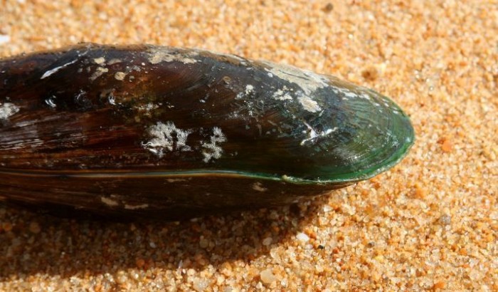mussel-3.JPG
