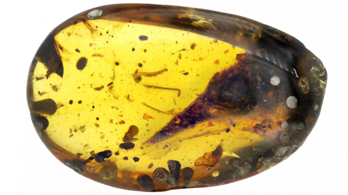 Screenshot_2020-03-12 Smallest dinosaur found trapped in 100-million-year-old amber.png