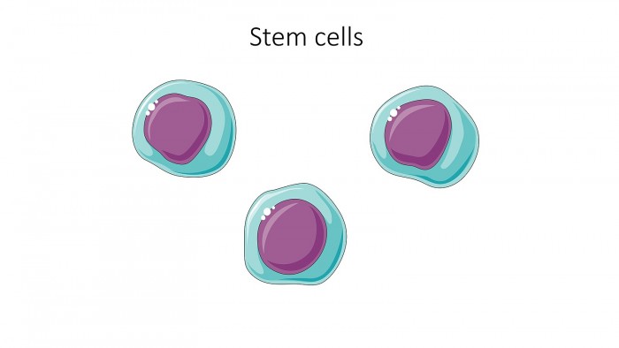 Stem_cells_--_Smart-Servier.jpg