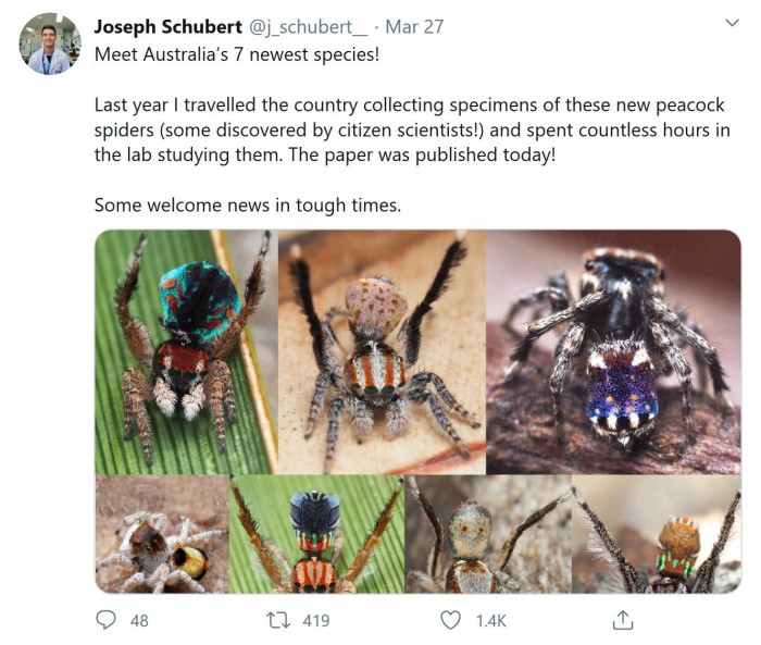 Screenshot_2020-03-31 Joseph Schubert on Twitter Meet Australia’s 7 newest species Last year I travelled the country collec[...].jpg