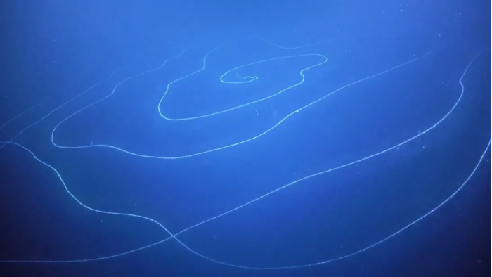 Screenshot_2020-04-07 siphonophore1 jpg（WEBP 图像，1092x615 像素）.png