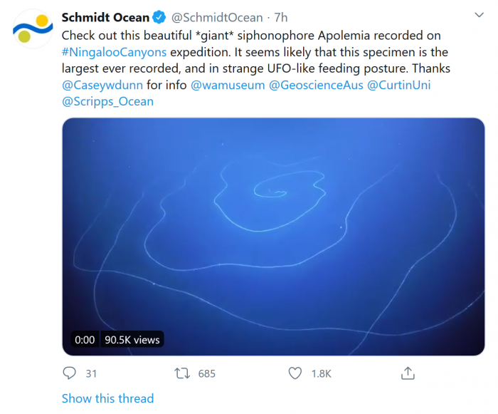 Screenshot_2020-04-07 (1) Schmidt Ocean on Twitter Check out this beautiful giant siphonophore Apolemia recorded on #Ningal[...].png
