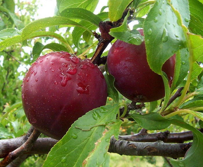 727px-Plums.jpg