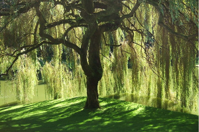 800px-Bloedel_Reserve_Willow_Tree.jpg
