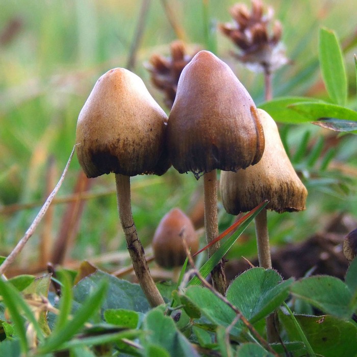 1024px-Psilocybe_semilanceata_6514.jpg