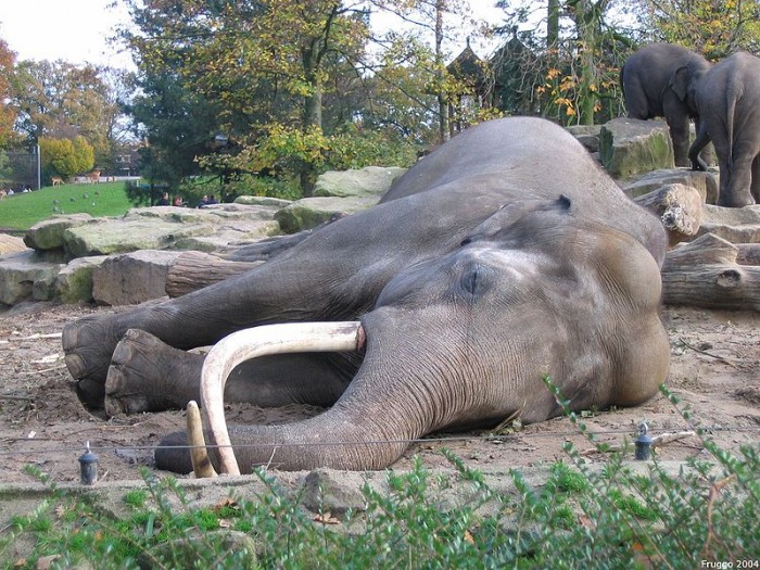 800px-Sleeping_asian_elephant.jpg