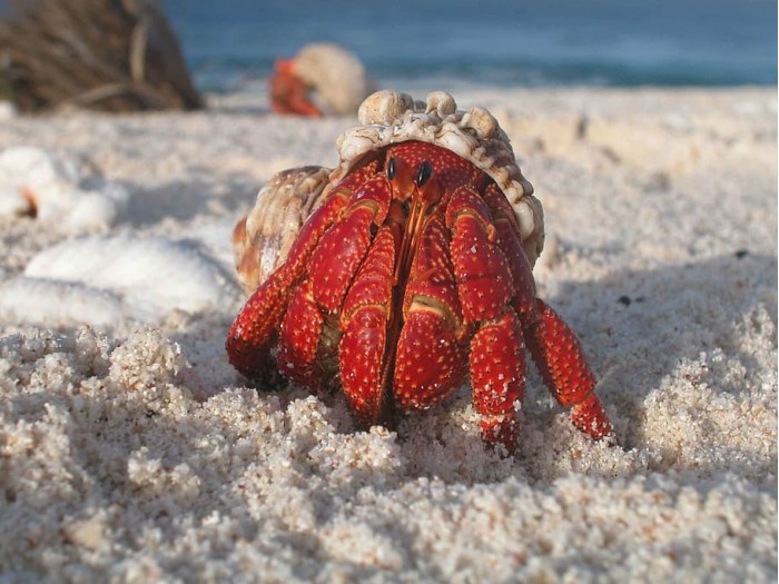crab-hermit-macro-sand.jpg