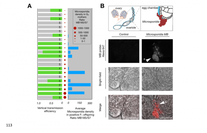 Microsporidia-MB-is-maternally-transmitted-A-The-vertical-transmission-efficiency-and.png