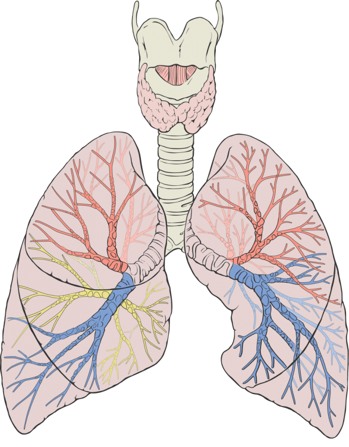 938px-Lungs_diagram_detailed.svg.png
