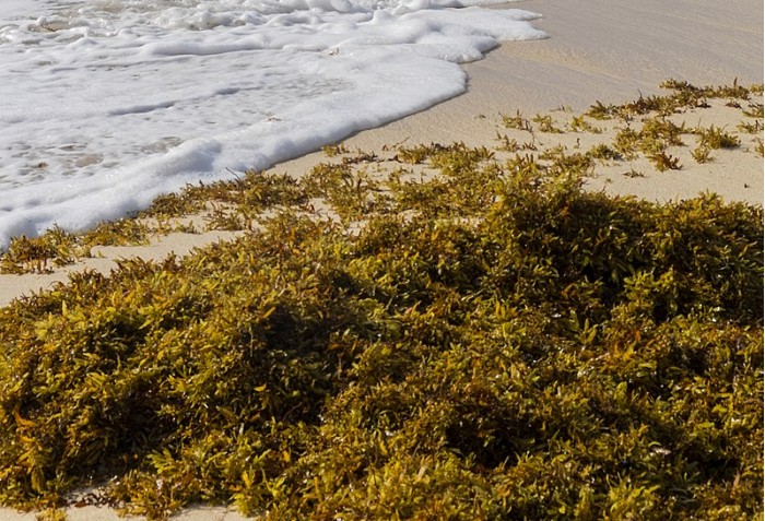800px-Sargasso_Seaweed_with_waves_and_sandy_beach_(cropped).jpg