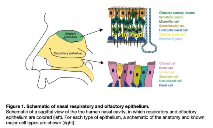 coronavirus-symptoms-loss-of-smell-harvard-study.jpg