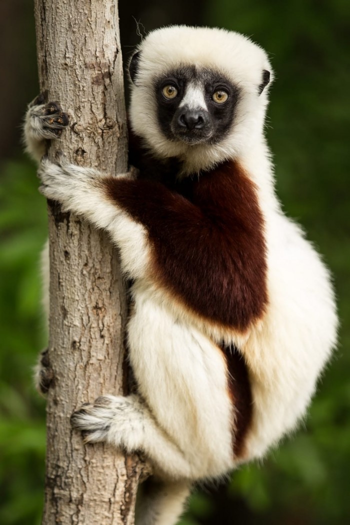 lemur-coquerel-s-sifaka-sifaka-wallpaper-preview.jpg