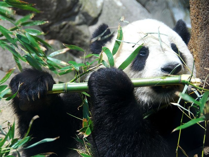 Giant_Panda_Tai_Shan.JPG