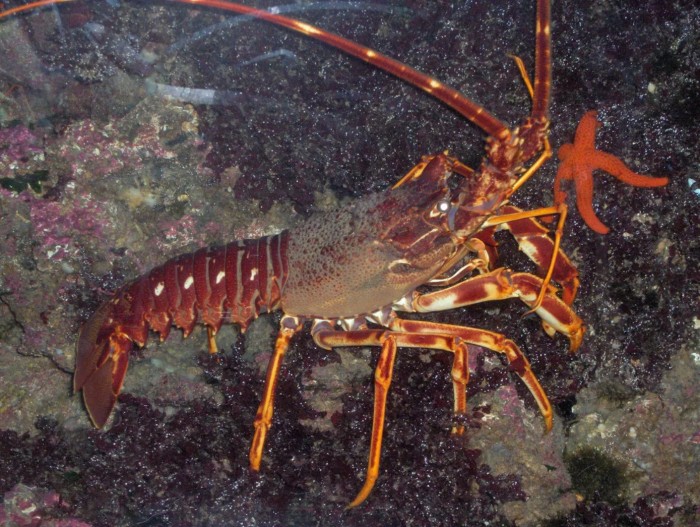 Screenshot_2020-05-22 This little spiny lobster is so loud it can be heard almost 2 miles away.jpg