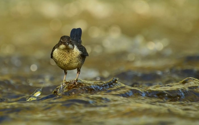 dippers-nature-river-water.jpg