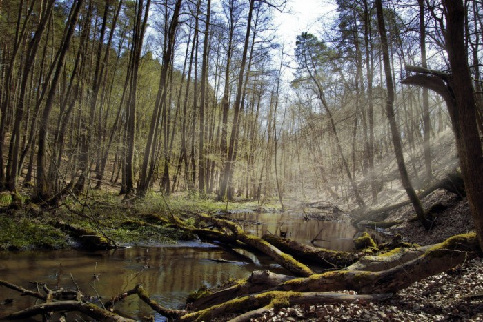 Screenshot_2020-05-29 Pixabay上的免费图片 - 森林, 过独身生活, 河, 河道景观, 树木, 光的发生率.jpg