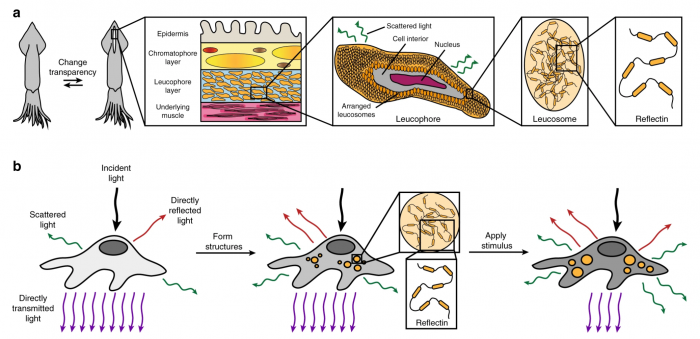 Screenshot_2020-06-03 Fig 1 Overview of the biological inspiration and the design of human cells with tunable optical prope[...].png