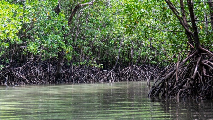 mangroves-5205415_960_720.jpg