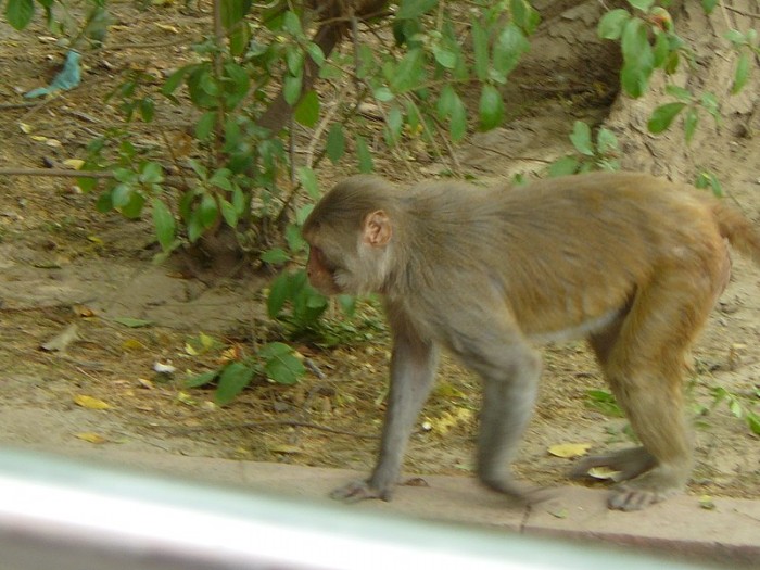 800px-Monkey_india_delhi.jpg