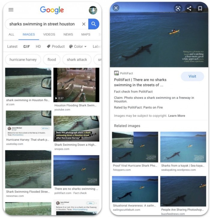 sharksswimming.max-1000x1000.jpg