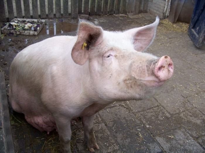 800px-Pig_8907.jpg