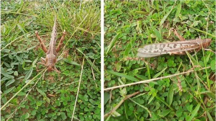 Locusts-invading-Nepal-are-more-flighty-NT-2.jpg