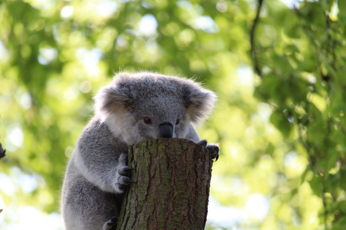 Screenshot_2020-07-01 Pixabay上的免费图片 - 考拉熊, 爬, 树, 考拉, 动物, 性质, 森林, 丛林, 澳大利亚.jpg