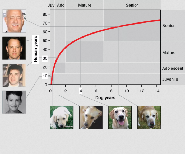Screenshot_2020-07-03 ideker-dog-age-calculator png（WEBP 图像，1092x909 像素） - 缩放 (69%).png