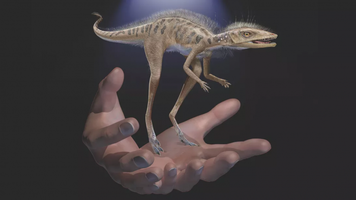 Screenshot_2020-07-07 dinofuzzball jpg（WEBP 图像，1092x614 像素）.png